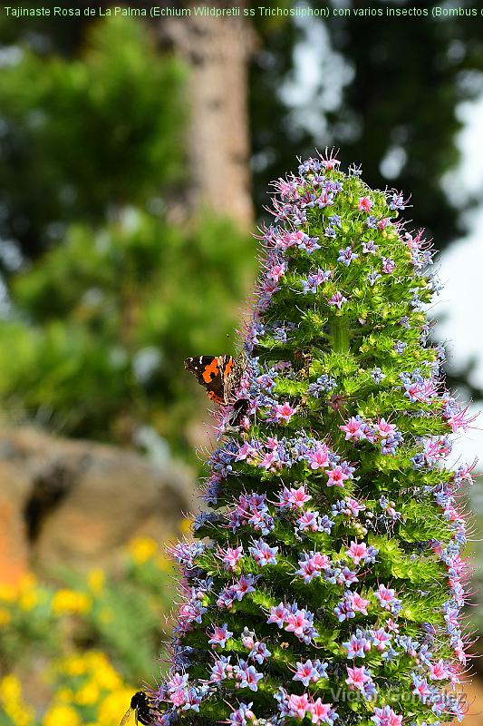 TajinasteRosa(Echium Wildpretii ss Trichosiiphon)Endemismos-07062021.jpg - Tajinaste Rosa de La Palma (Echium Wildpretii ss Trichosiiphon) con varios insectos (Bombus canariensis y Vanessa Vulcania) polinizandolo. 07-06-2021